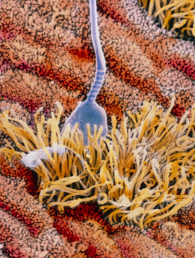 Sperm Photograph - False-colour Sem Of Sperm In Uterus by Professors P.m. Motta & J. Van Blerkom