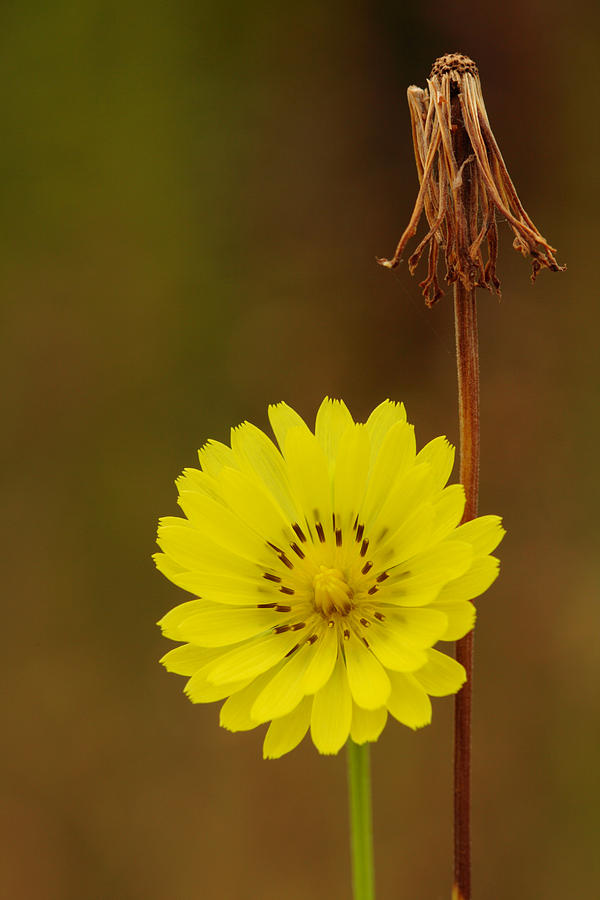 False Dandelion Flower With Wilted Fruit Photograph by Daniel Reed