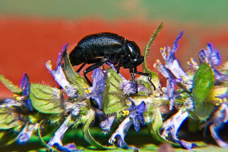 False Darkling Beetle 1 Photograph by Douglas Barnett