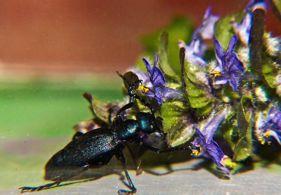False Darkling Beetle 8 Photograph