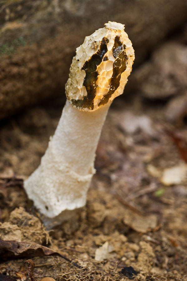 False Morel at Sunrise 1 Photograph by Douglas Fine Art America