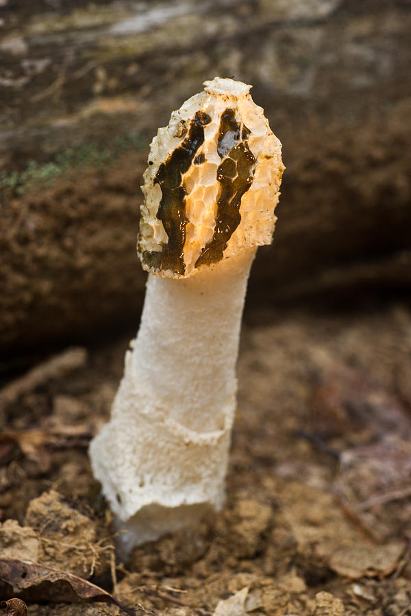 Mushroom Photograph - False Morel at Sunrise 2 by Douglas Barnett