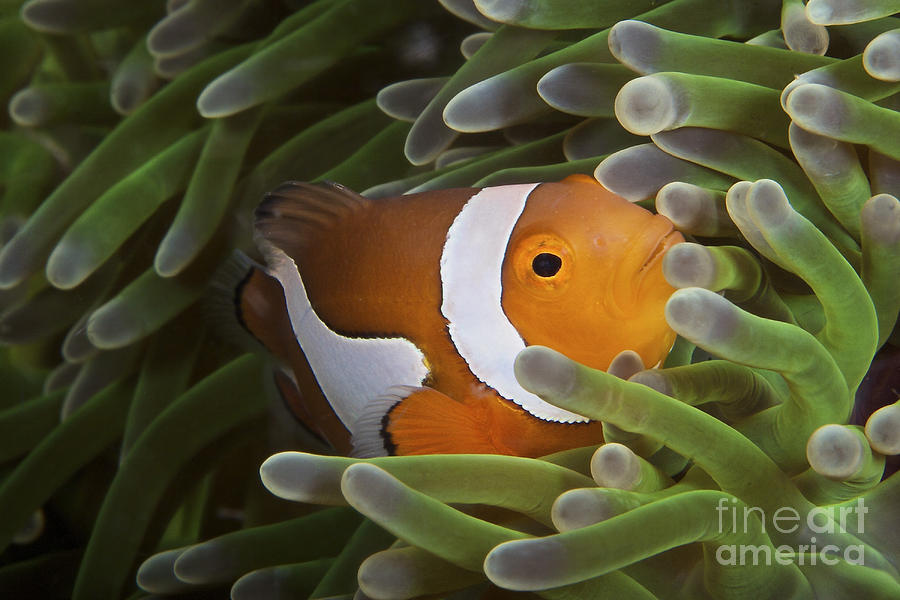 Fish Photograph - False Ocellaris Clownfish In Its Host by Terry Moore