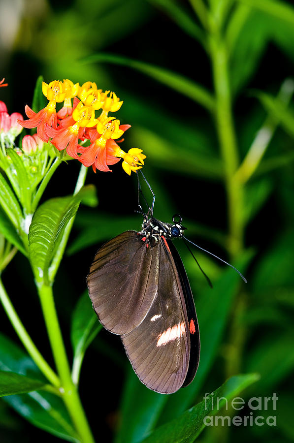 False Postman Butterfly Photograph by Terry Elniski