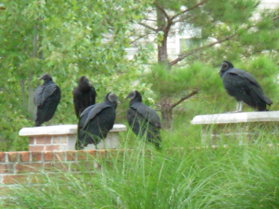 Family of Black Vultures Photograph by Jeanne Juhos