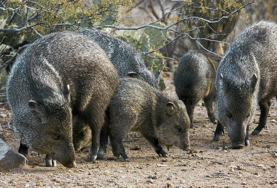 Family Of Collared Peccaries Photograph by Bob Gibbons - Pixels