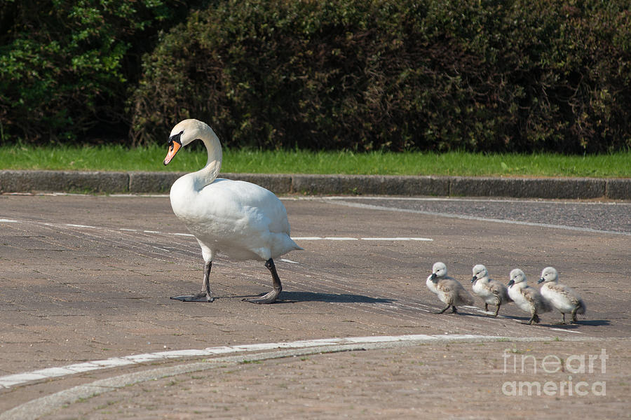 Family of Swans cross the road 2 Photograph by Andrew  Michael