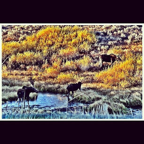 Moose Photograph - #family Of Three by Lisa King