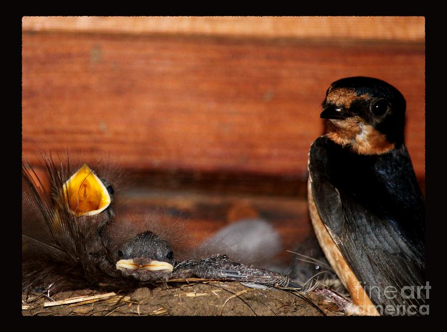 Swallow Photograph - Family Portrait by Erica Hanel