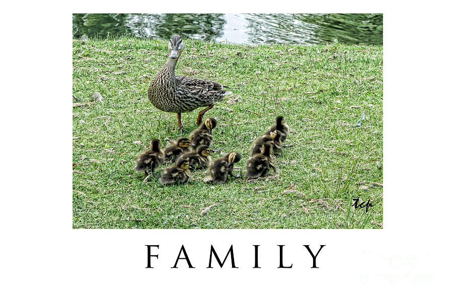 Family Photograph by Traci Cottingham