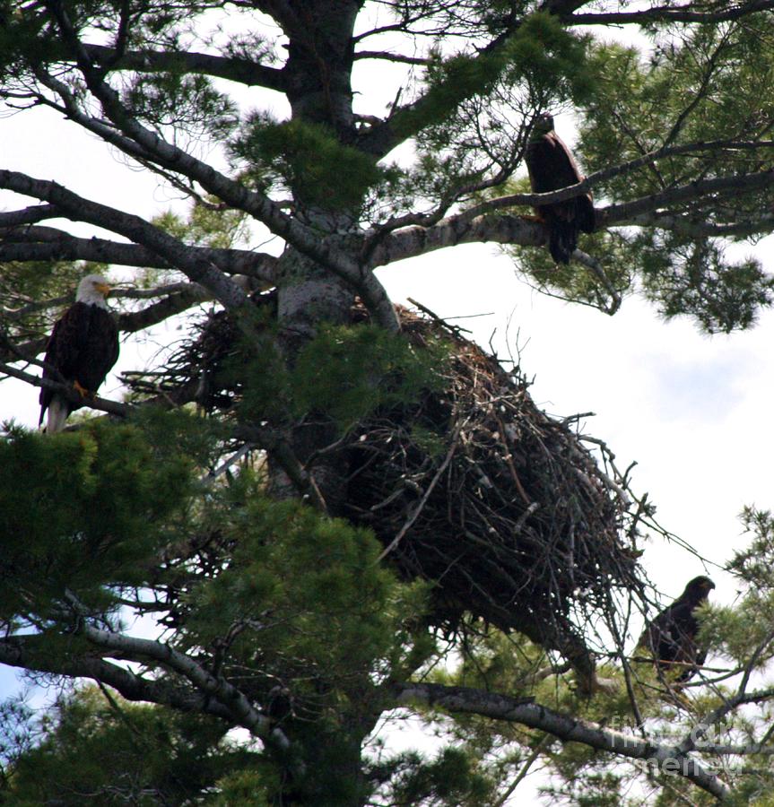 Eagle Photograph - Family Tree by Dave Knoll Eagle Photograph - Family Tree by Dave Knoll