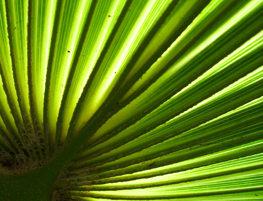 Fan Frond Photograph by Ginny Schmidt