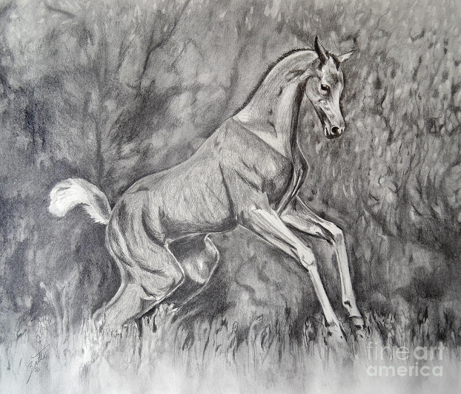 Fancifilly Drawing by Suzette Kallen
