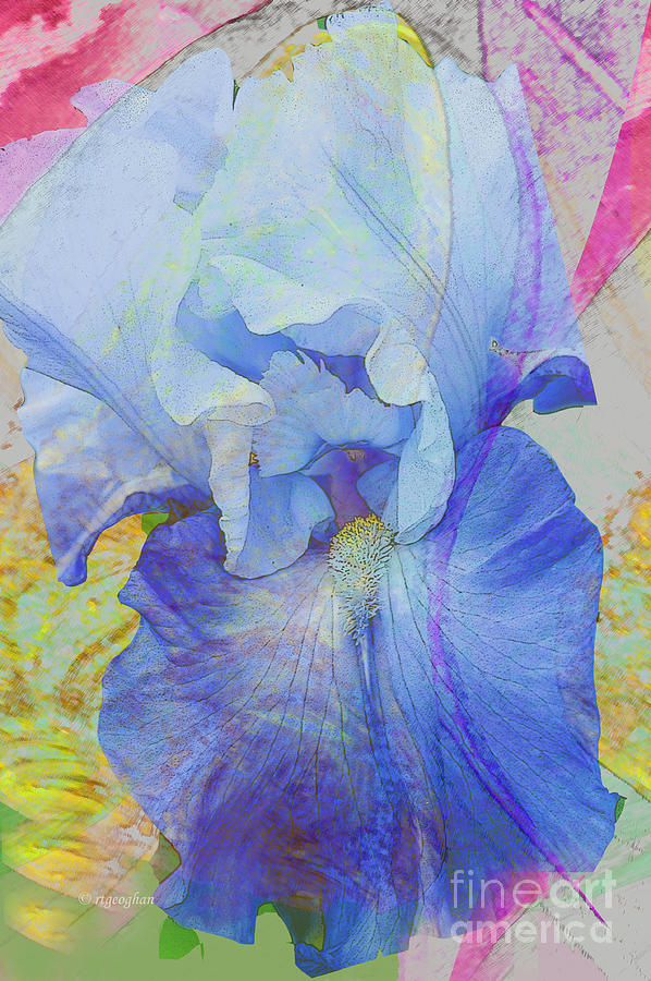Iris Photograph - Fanciful Flowers - Iris by Regina Geoghan
