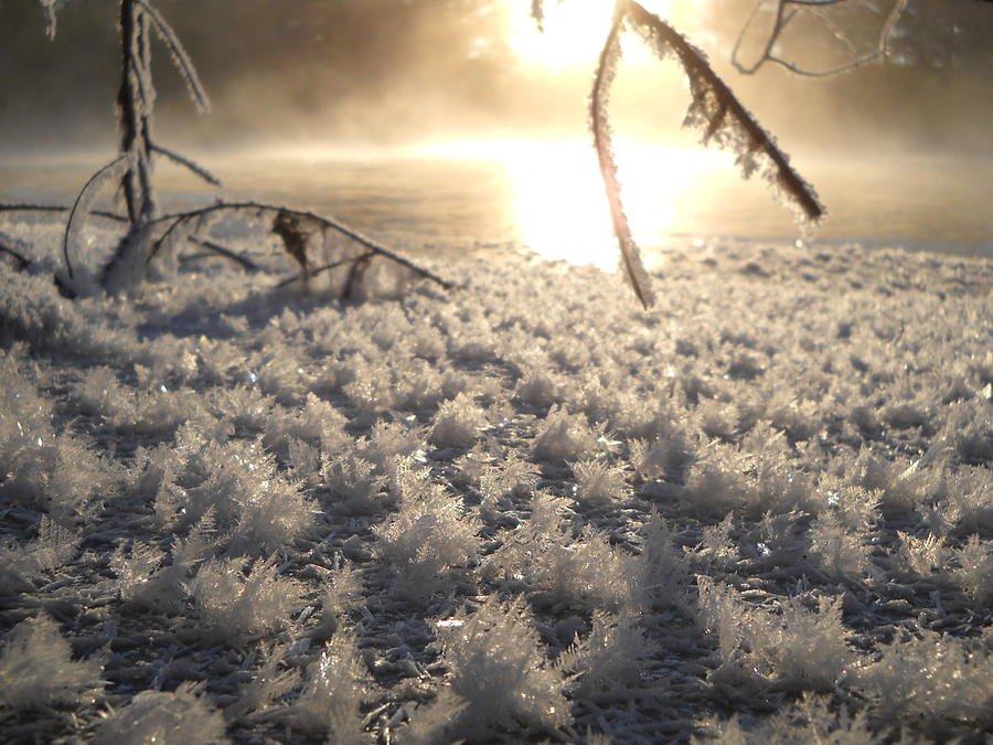 Fanciful Frosty Fractal Forest Photograph by Kent Lorentzen