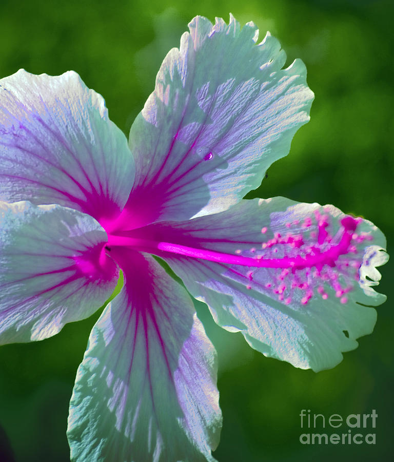 Fanciful Hibiscus Photograph by Karen Lewis