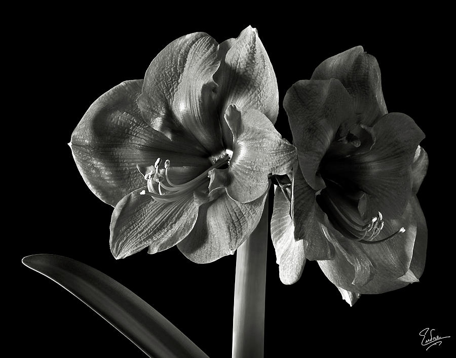 Fancy Amaryllis in Black and White Photograph by Endre Balogh - Fine ...