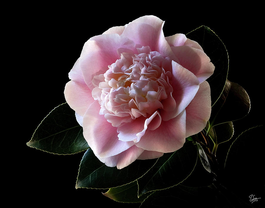 Fancy Camellia Photograph by Endre Balogh