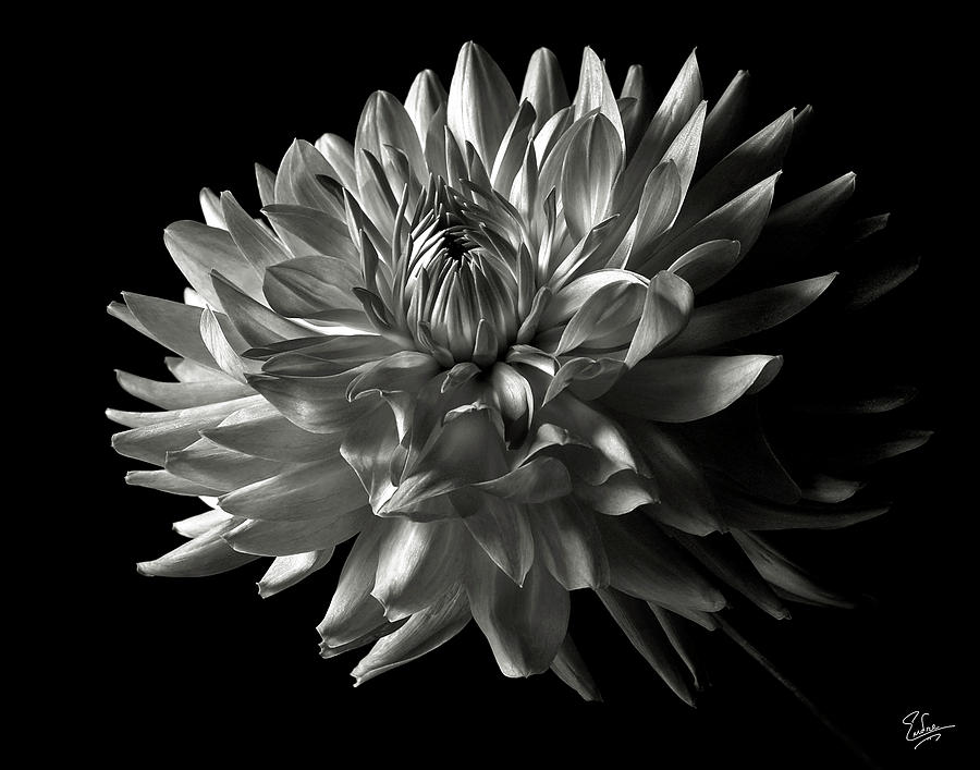 Fancy Dahlia in Black and White Photograph by Endre Balogh