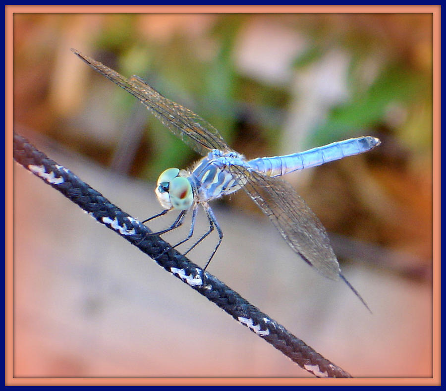 Fancy Dancy Dragonfly Photograph by Lessandra Grimley