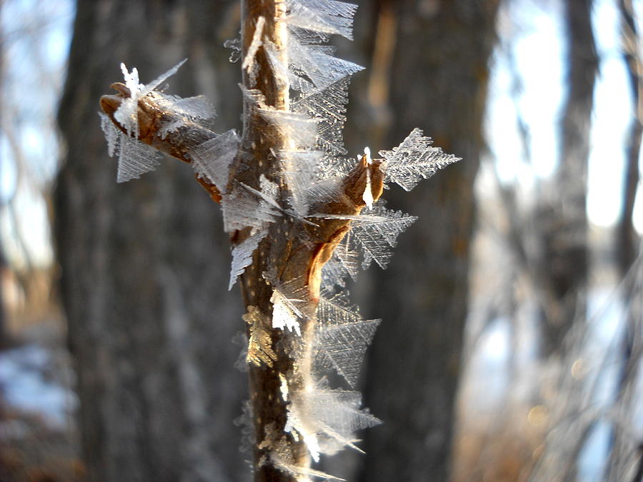 Fancy Fractal Frost Crystals Photograph by Kent Lorentzen