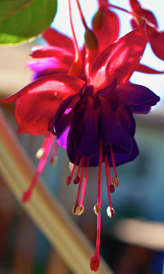 Flower Photograph - Fancy Fuchsia by ShaddowCat Arts - Sherry