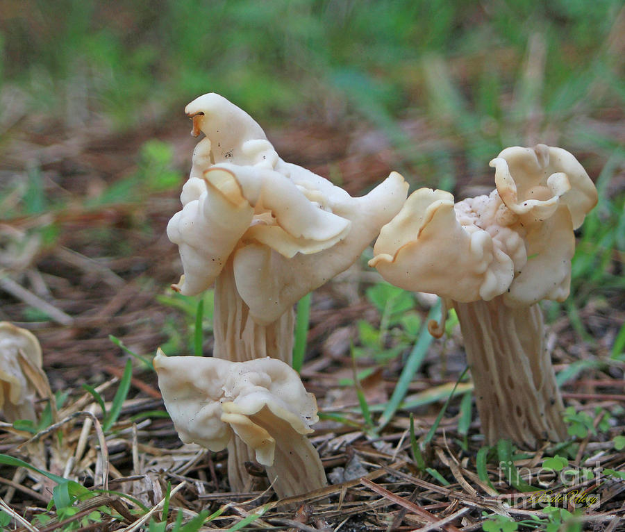 Fancy Fungus Photograph by Dodie Ulery