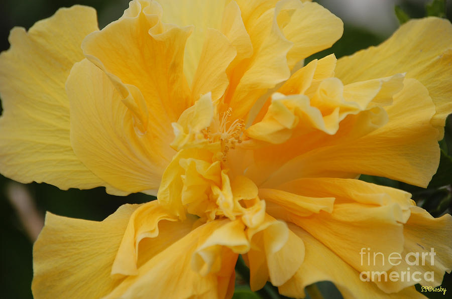 Fancy Hibiscus Photograph by Susan Stevens Crosby