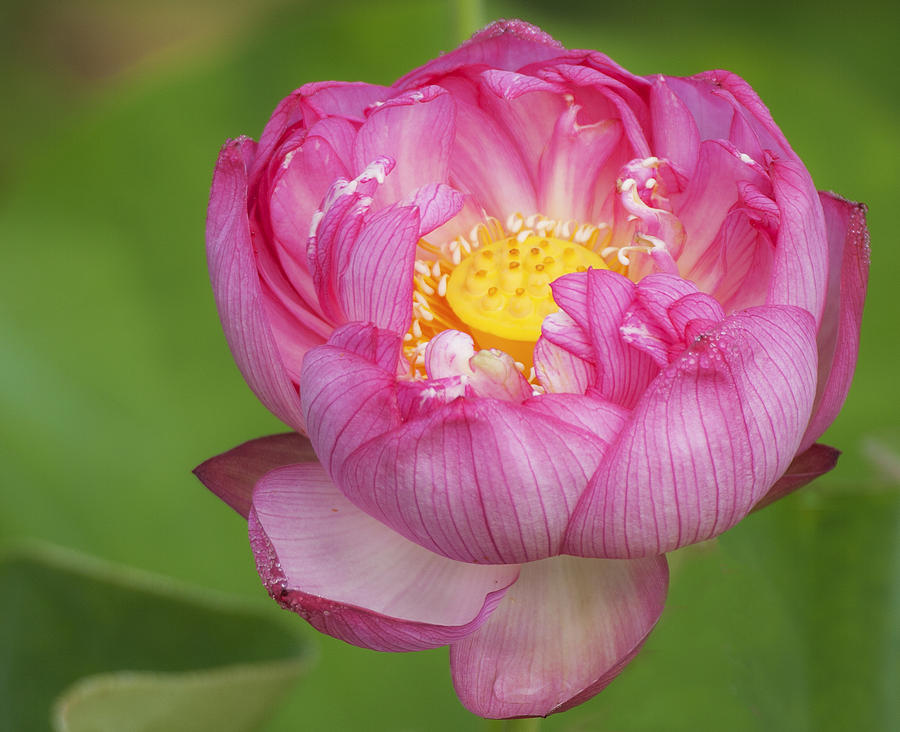 Fancy lotus Photograph by Elvira Butler