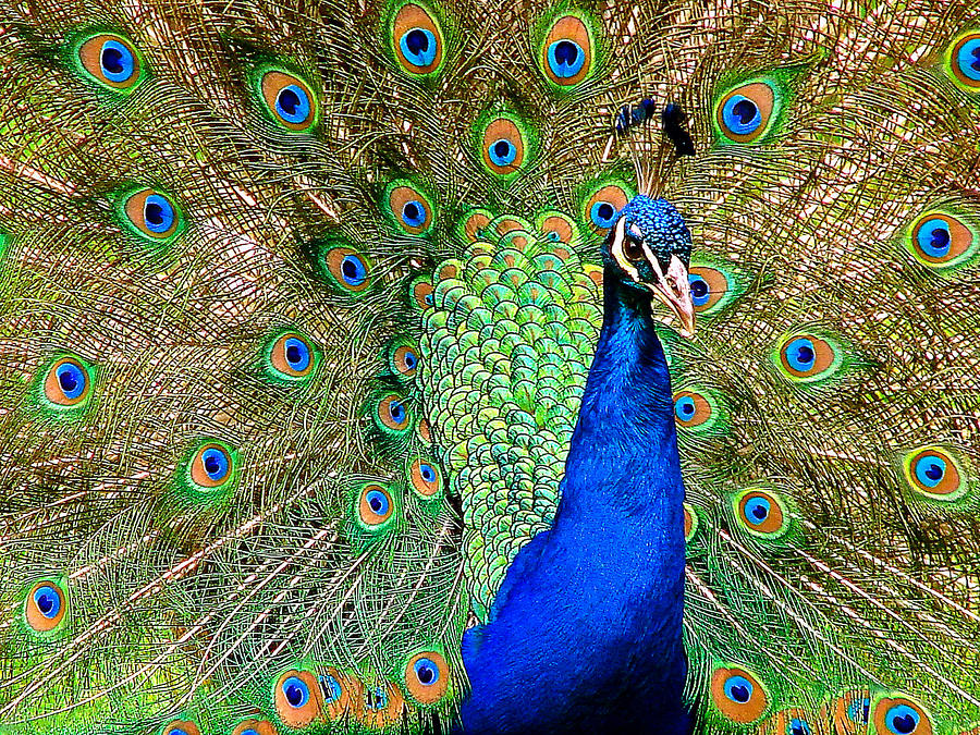 Peacock Photograph - Fanfare by Blair Wainman