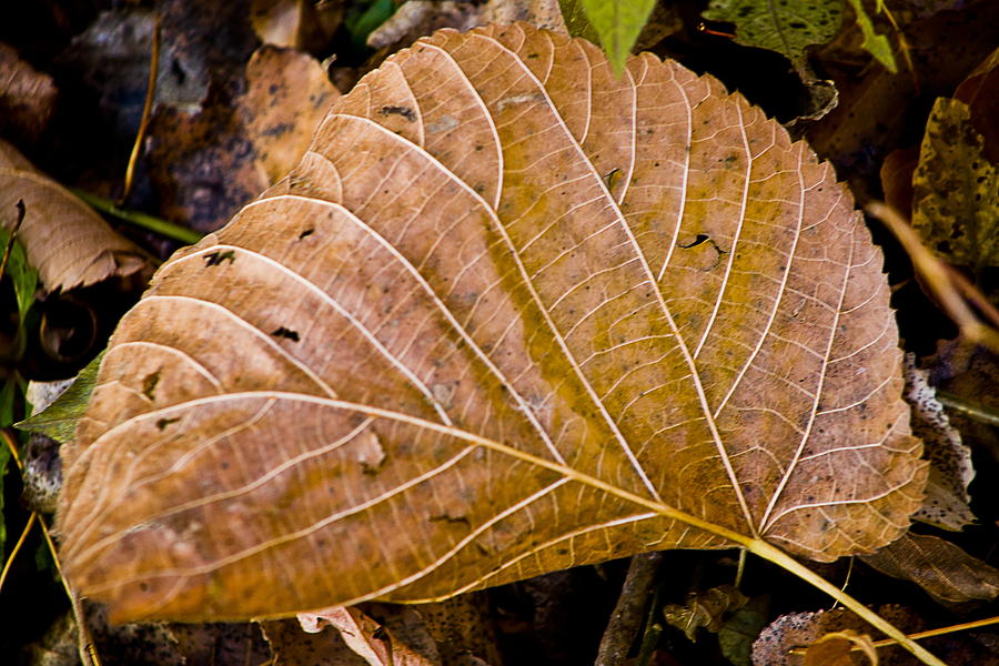 Fanleaf Photograph by Burney Lieberman