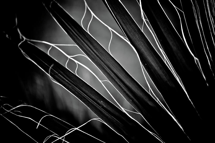 Fanned Leaves Photograph by Hakon Soreide