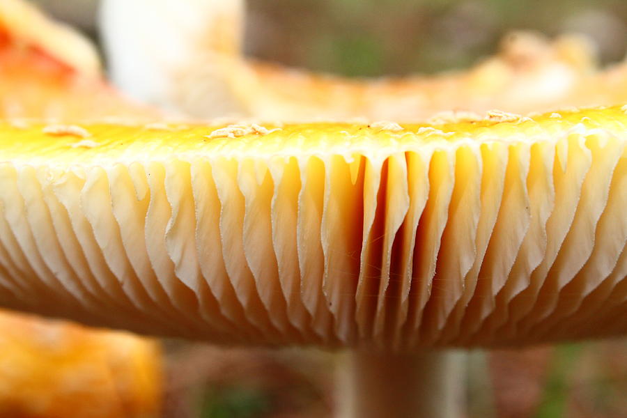 Fanning mushroom Photograph by Catie Canetti