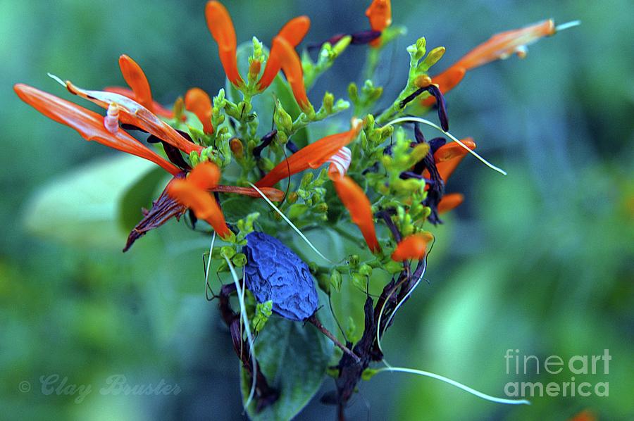 Fantasmic Floral Photograph by Clayton Bruster
