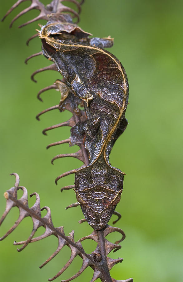 Fantastic Leaftail Gecko Madagascar Photograph by Piotr Naskrecki