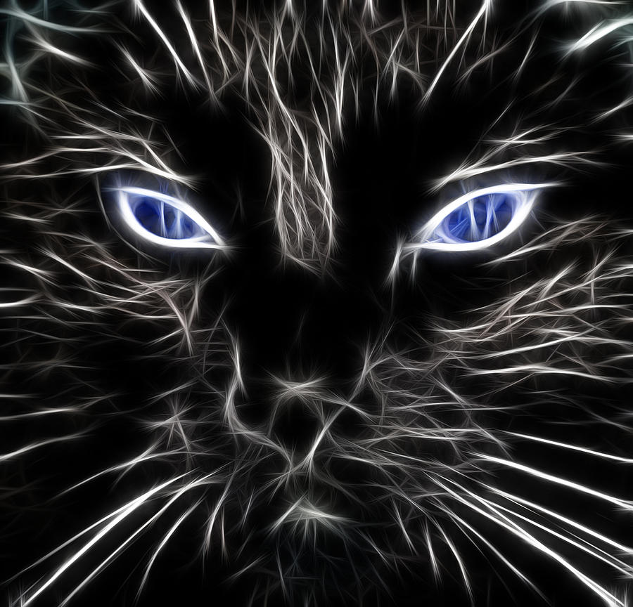 Fantasy Black Cat Blue Eyes Photograph By Paul Ward Pixels