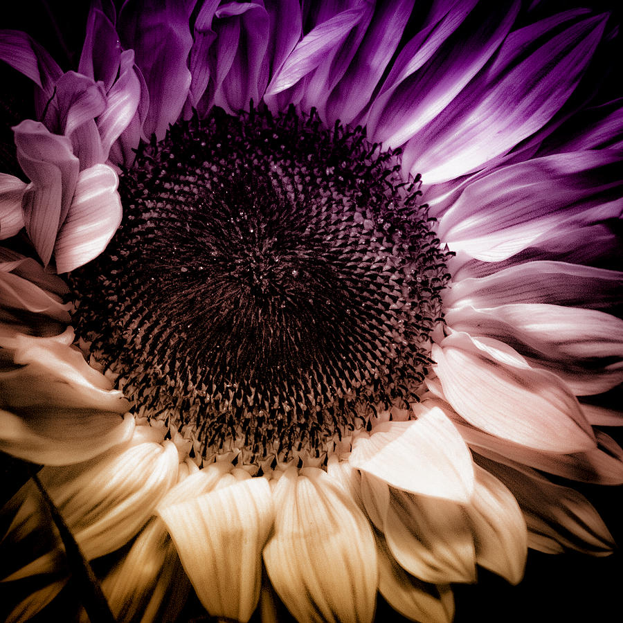Sunflower Photograph - Fantasy Sunflower by David Patterson