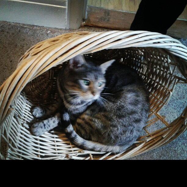 Cat Photograph - #farley Chilling In A Basket :) #cat by Finley Lomas