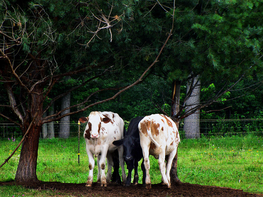 Animal Photograph - Farm Cattle by Ms Judi