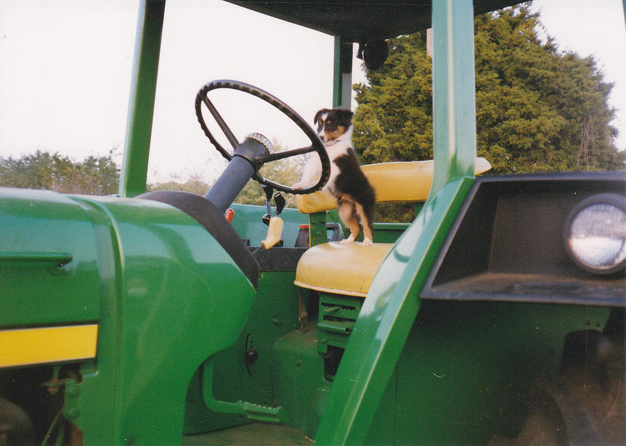 Farm Dog in Training Photograph by Diannah Lynch