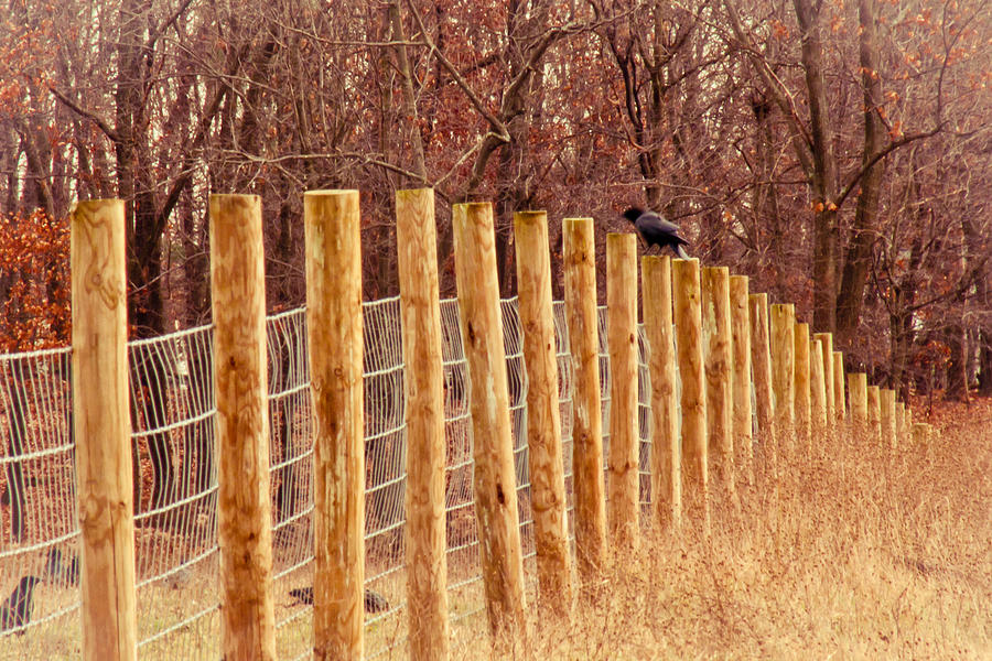 Farm Fence And Birds Photograph