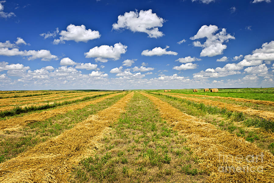 Farm field at harvest in Saskatchewan 3 Photograph by Elena Elisseeva