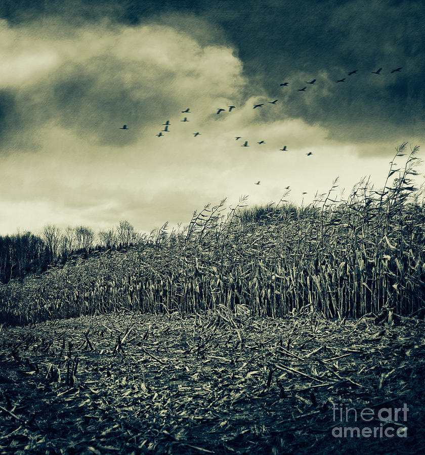 Farm fields of autumn corn getting cut for winter Photograph by Sandra Cunningham