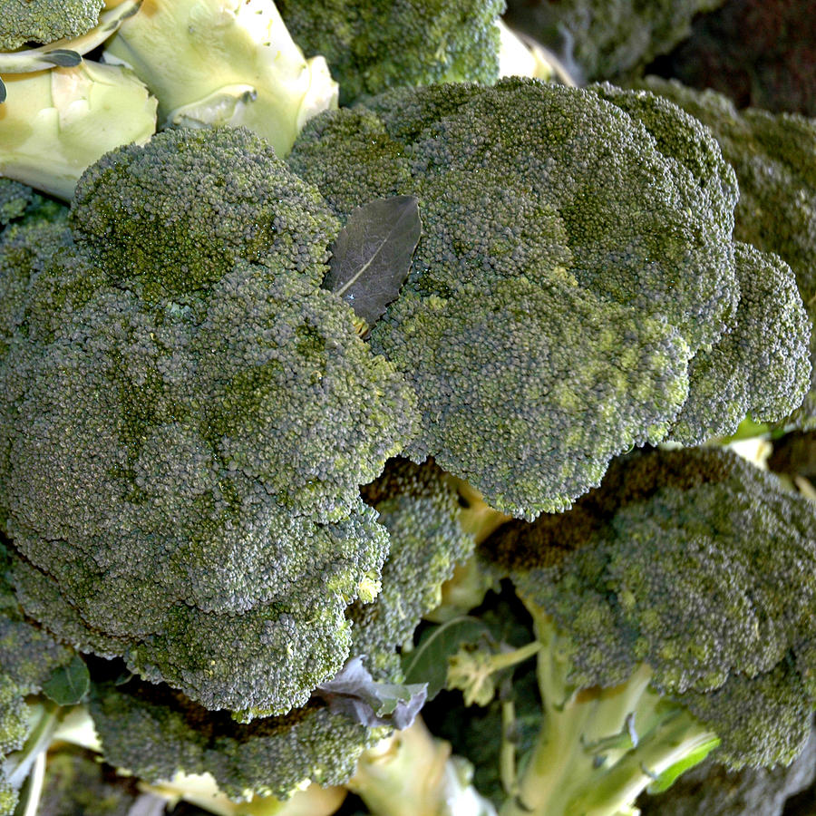 Farm Fresh Broccoli Photograph by LeeAnn McLaneGoetz McLaneGoetzStudioLLCcom