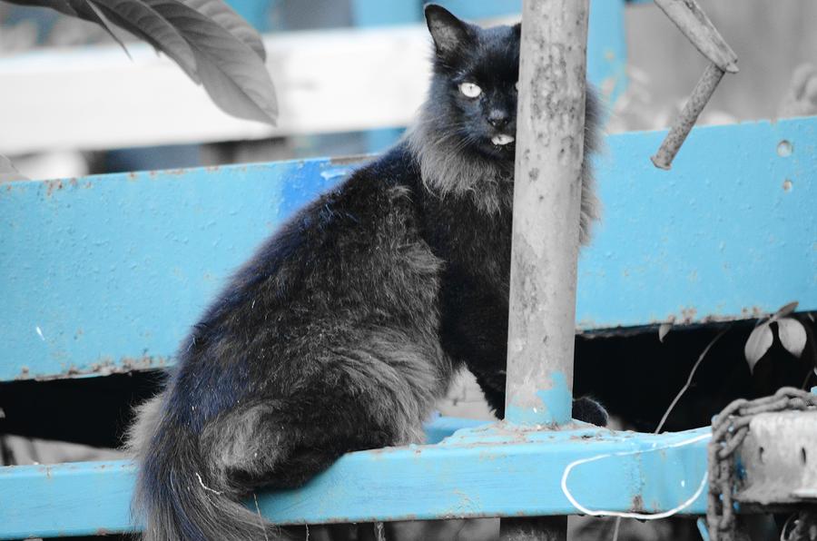 Farm Kitty on Blue Wagon Photograph by Wibada Photo