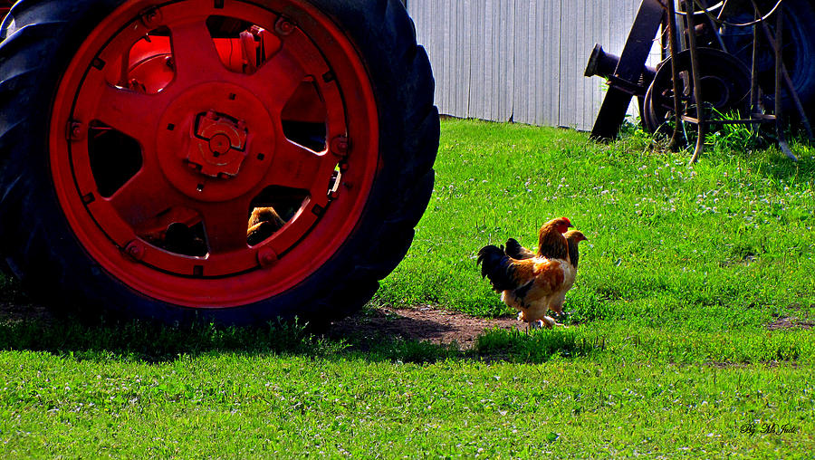 Farm Life Photograph by Ms Judi