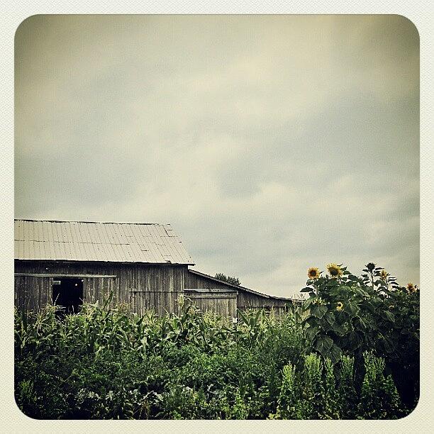 Nature Photograph - #farm #nature #sunflowers #crop #barn by Jami Tammerine