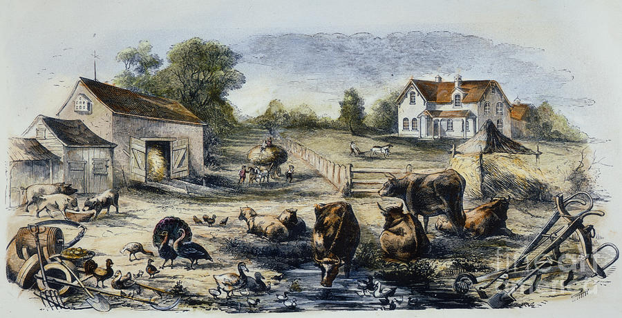 Farm Yard, 1870 Photograph by Granger