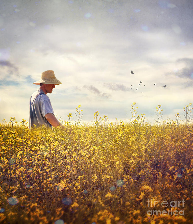 Farmer checking his field of rapeseed Photograph by Sandra Cunningham