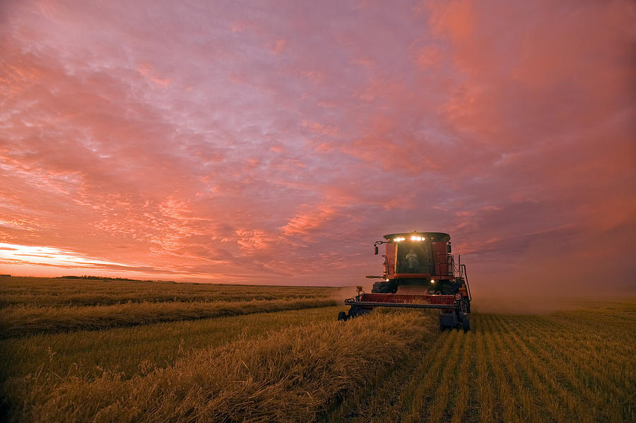 Sunset Photograph - Farmer Harvesting Oat Crop by Dave Reede